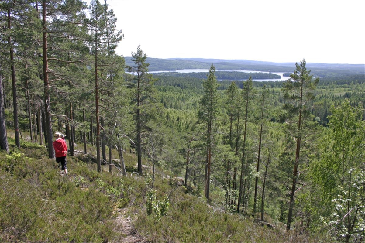 Tvärstupet, view over forests and water.