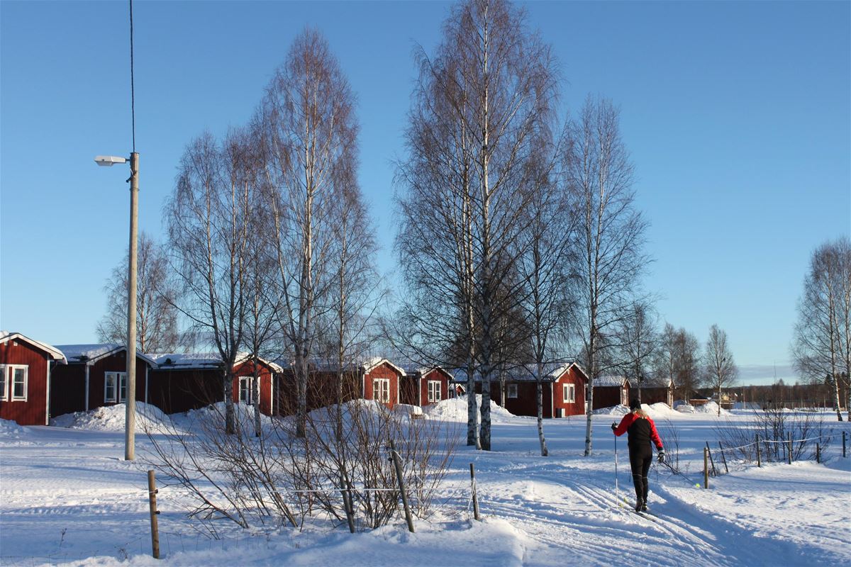 A cross-country skier with the cottages in the background.
