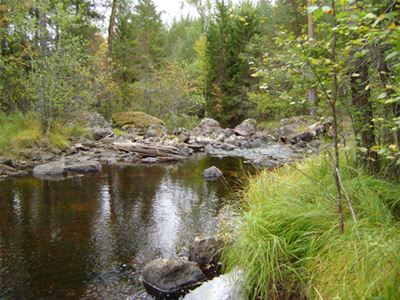 Vattendrag, stora stenar i vattenkanten, tät vegetation.