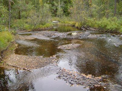 Watercourse with rocky bottom, dense vegetation on the sides.