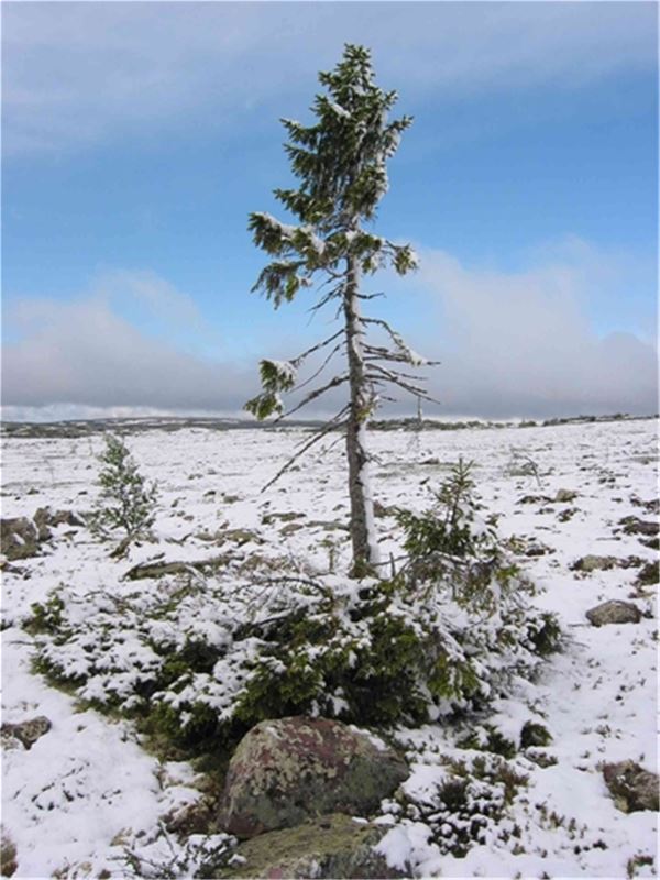 The worlds oldest tree in wintertime