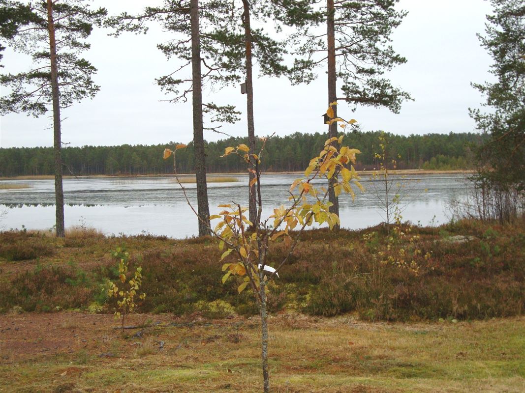 The forest lake Sästjärn.