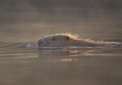 A Beaver swimming in a river.