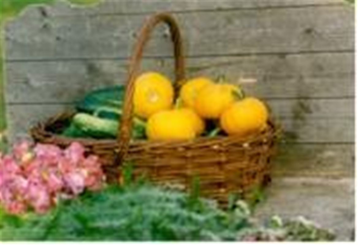 A basket with pumpkins and cucumbers.