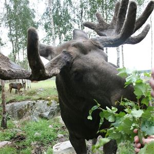 Moose eating.