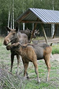 Moose cow and calf.