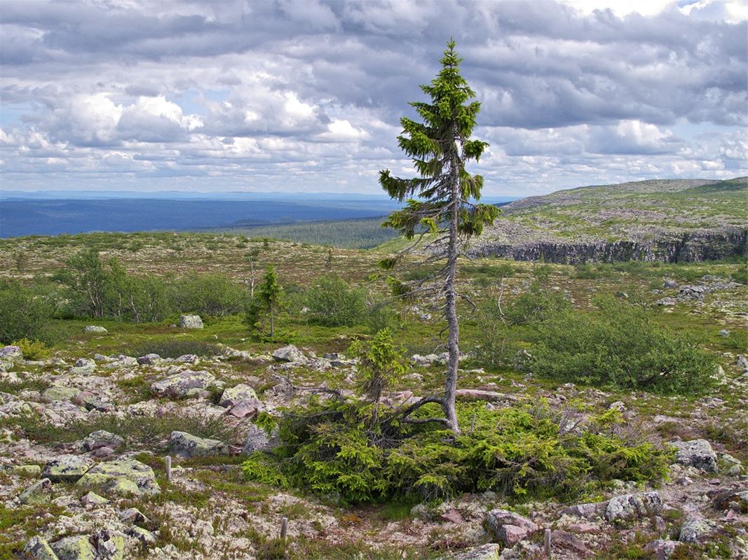 The worlds oldest tree in summertime