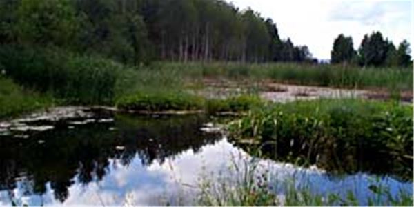 Lake in the forest.