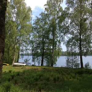 Birches by a lake