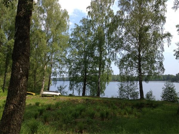 Birches by a lake 