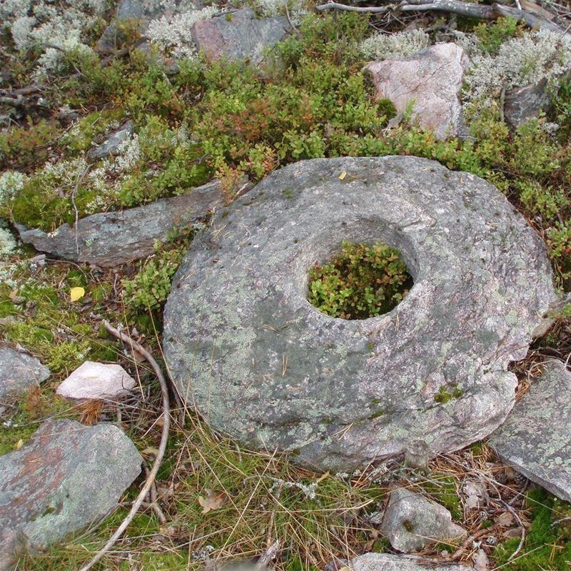 A round stone with a hole in the middle is located in the moss.