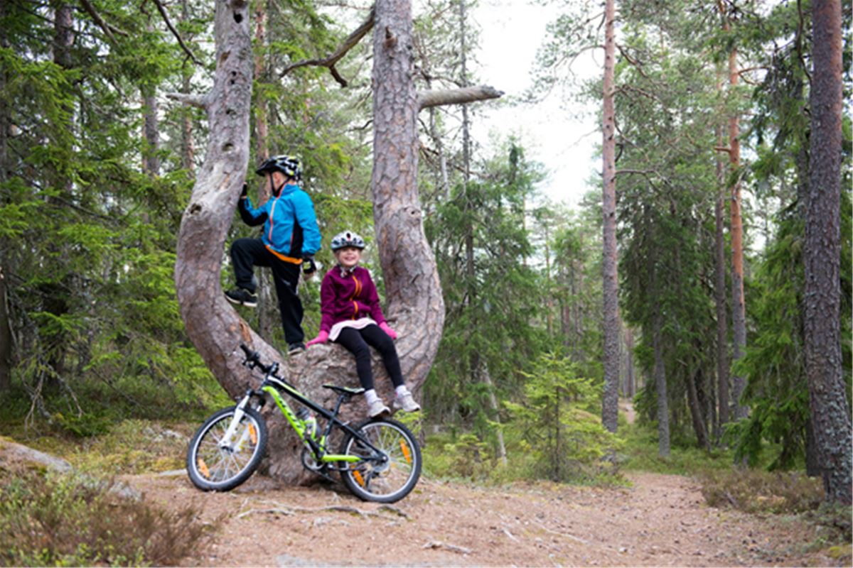 Två barn på ett träd där stammen har delat sig i två, ett av barnen sitter, det andra står, båda har cykelhjälm, det står en cykel lutad mot trädet.