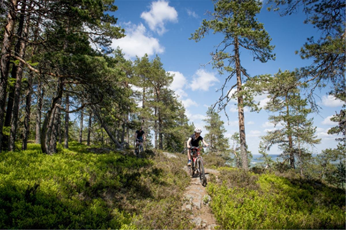Two cyclists cycle down a narrow forest path.