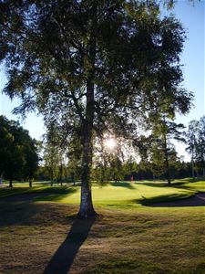 A large birch, a golf green, the sun shines in between the trees.