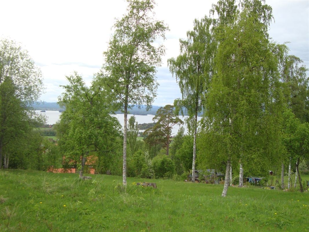 View with trees on the lawn and Lake Orsa behind. 