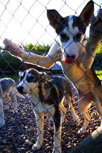Several dogs behind a fence.