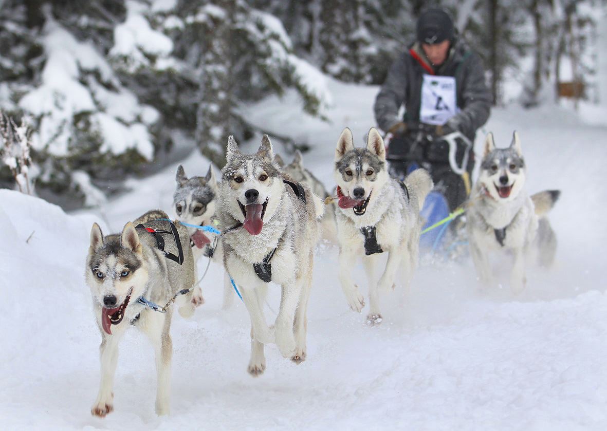 how do you train a husky to pull a sled