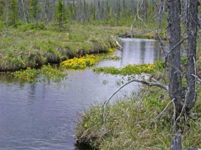 En liten damm i ett Naturreservat