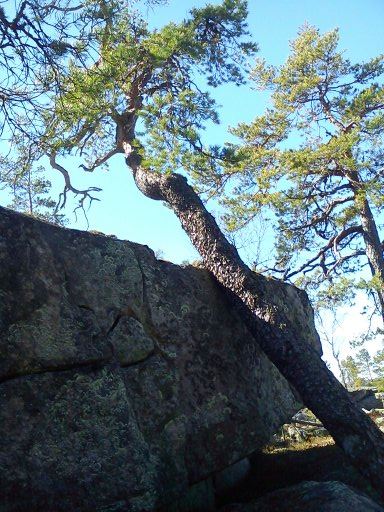 Vandring till Sveriges äldsta tall
