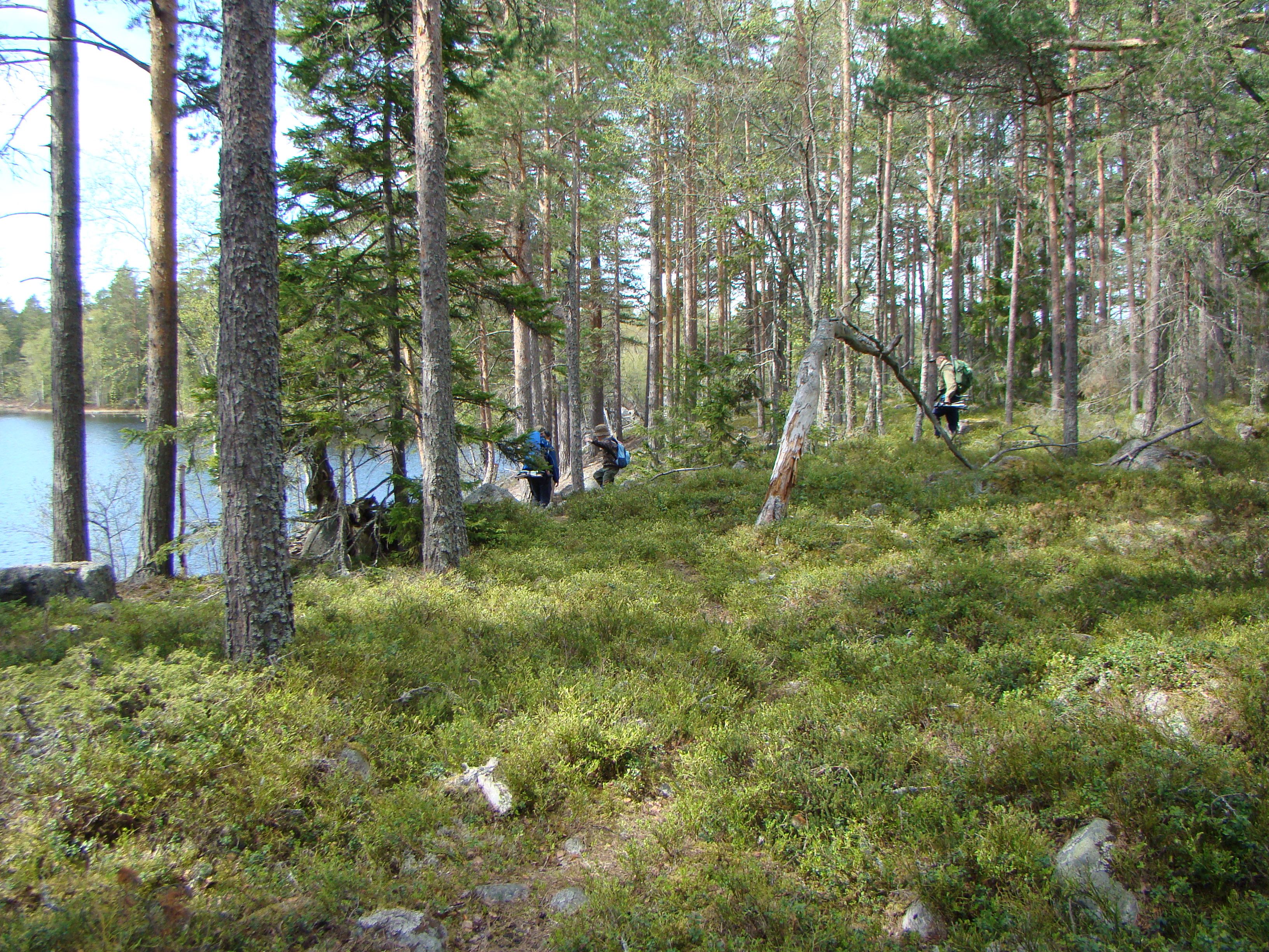 27 maj Vandring till Sveriges äldsta tall