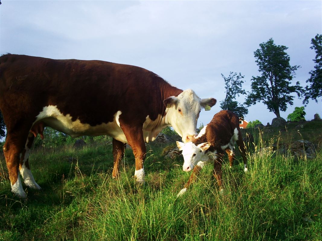 En ko och en kalv som står i sin hage. 