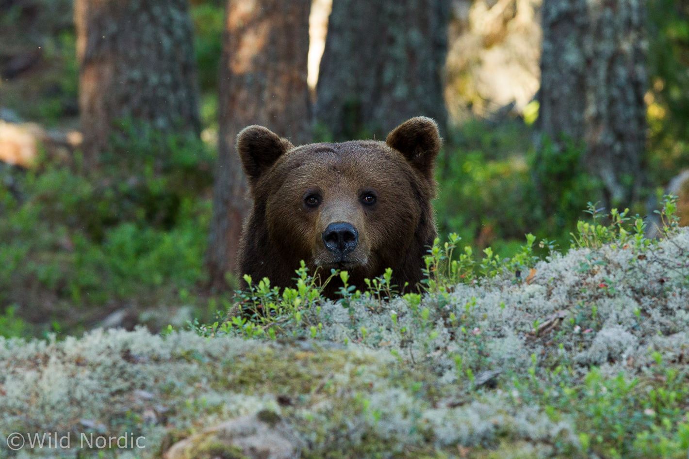 Bear watching