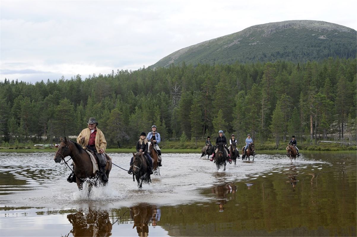 Horses with riders walking in a river.