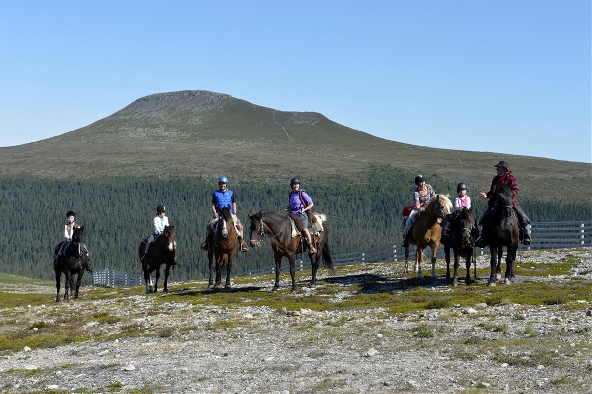 Horses with riders on the mountain with a nice view.