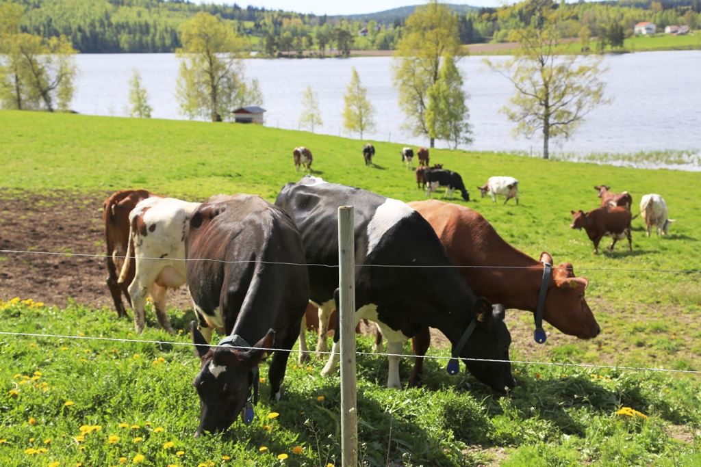 Lantbruk "Bygget" - Ingesarven