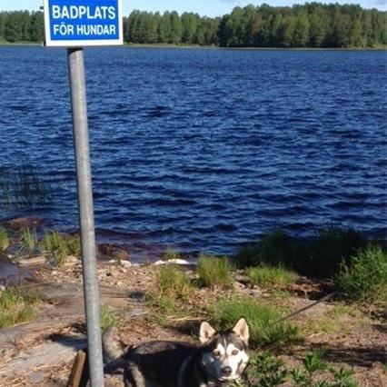 Hundbad