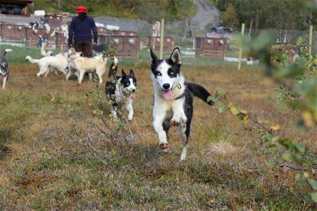 happy huskies running in the nature with a person in the background