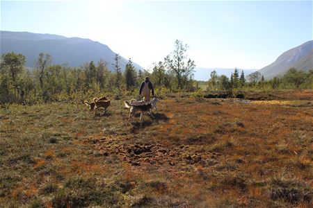person walking with four huskies around