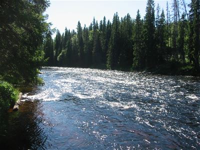 Strongly rushing river with forest on each side.