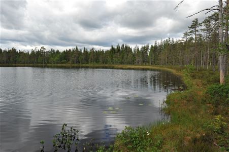 Lake in the forest.