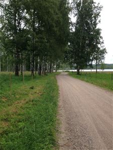 Gravel road, trees ang gras in spring green, water in the background.