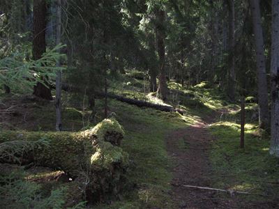En stig som går igenom en gammal skog.