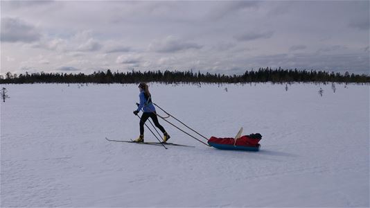 Skier with sled.