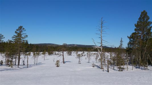 The nature reserve Koppången in winter.