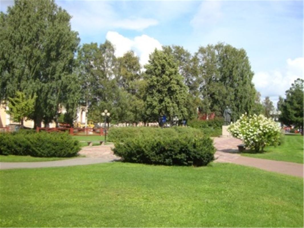 Shrubs and trees in the park in summer.