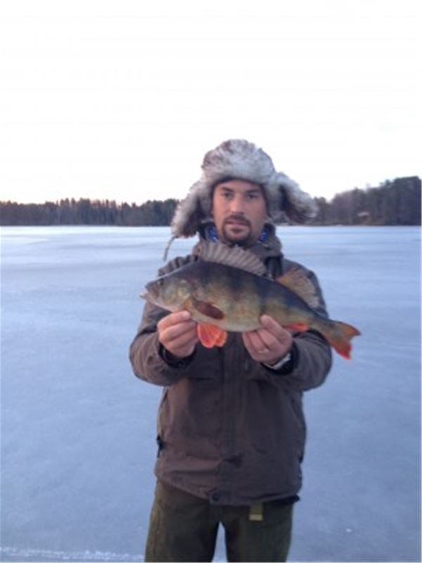 A man standing on the ice with a perch in his hands.