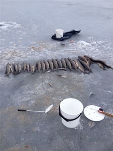 Nyfångade fiskar i rad på isen efter pimpelfiske.