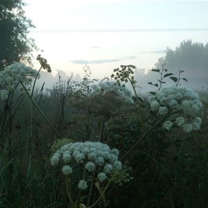 Foto: Wanbo Herrgård, Large white flowers on a meadow.
