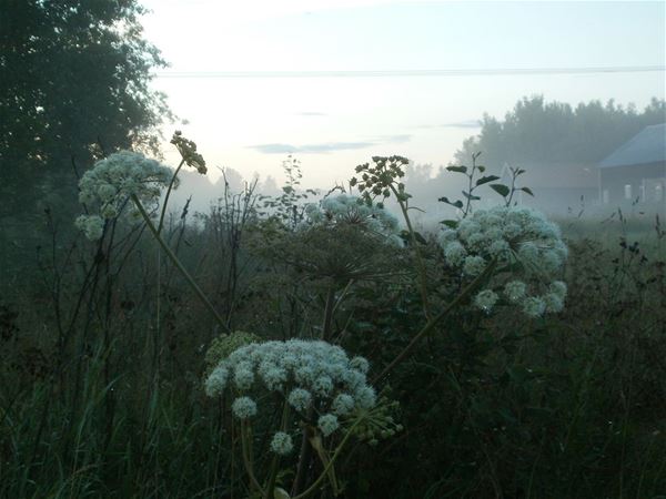 Foto: Wanbo Herrgård, Large white flowers on a meadow. 