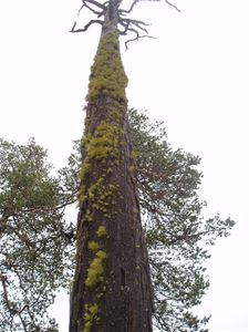 Moss-covered tree.