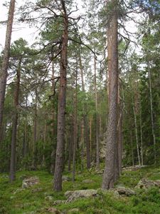 Gammal skog.