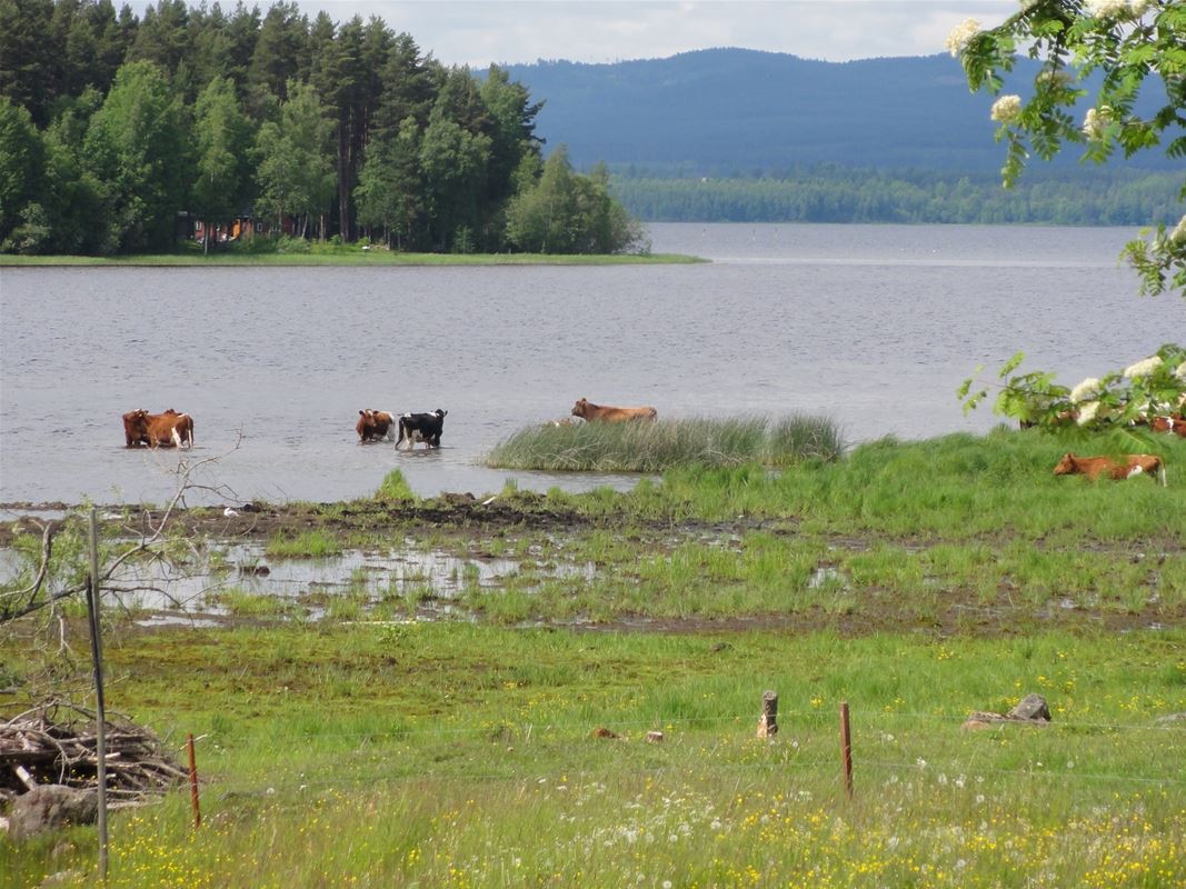 Cattle grazing and wading in the water.d