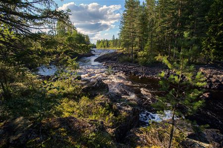 Forsande älv i mörk djup skog.