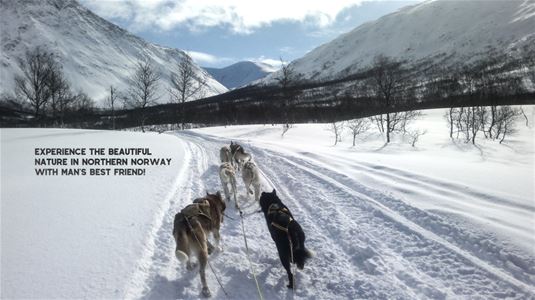 Dog-sledding through the mountains