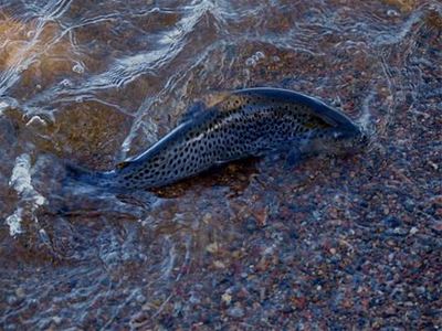Fish in shallow water.