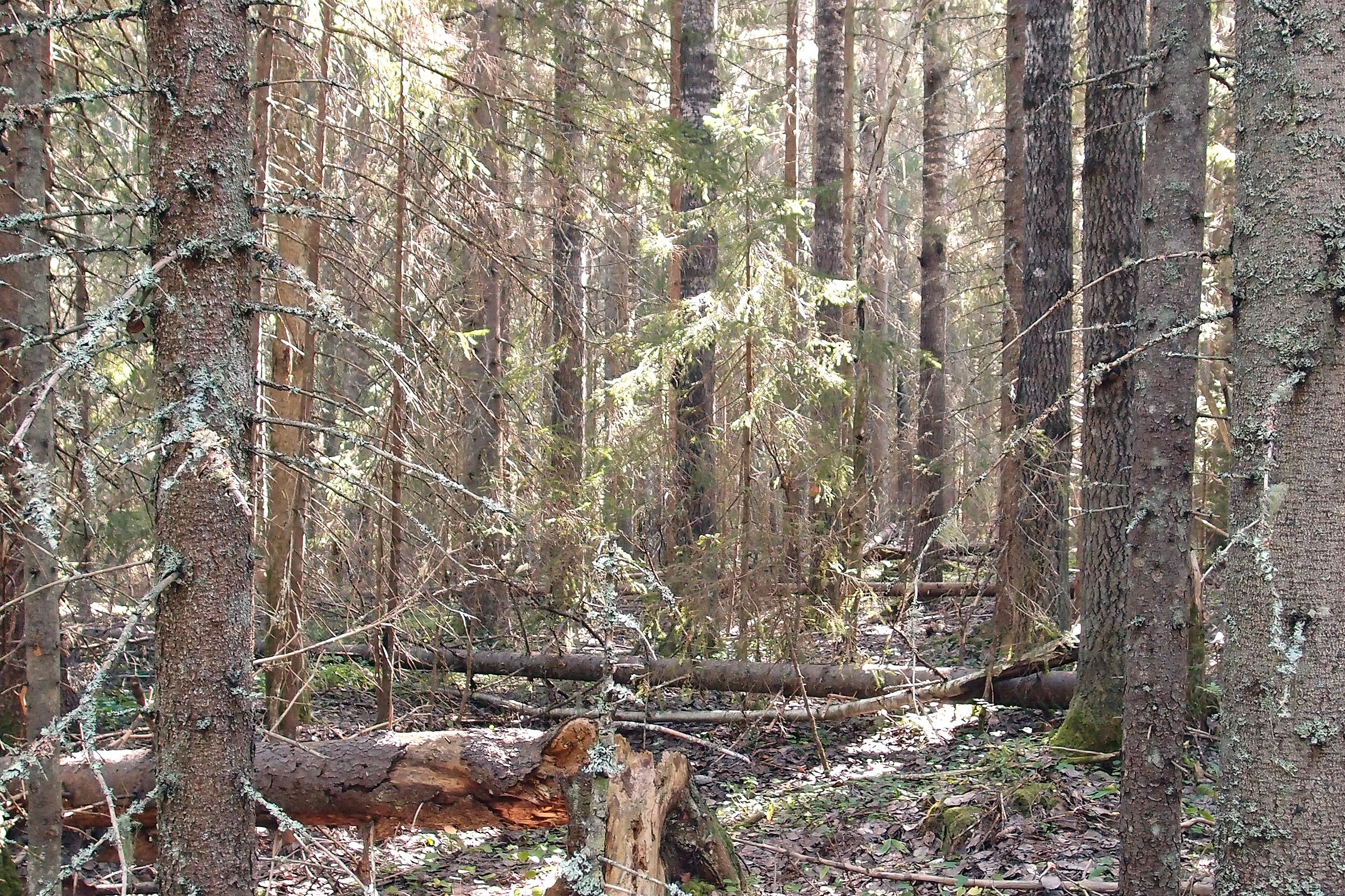 Klovbackens naturreservat